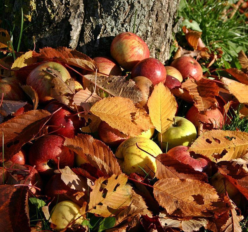 Foto: Pixabay, gemeinfrei Äpfel unter einem Baum
